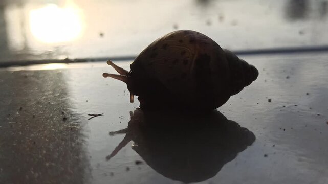 A tiny snail showcases its intricate, patterned shell, a delicate work of nature, slowly exploring leaves and bringing charm to every small corner.