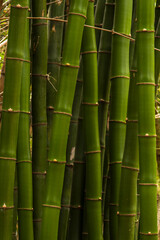 Obraz premium Lush green bamboo forest with strong, segmented stalks in Brazil. A symbol of sustainability, strength, and natural beauty.