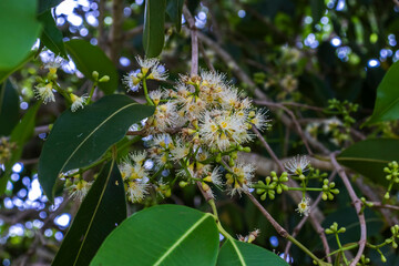 Obraz premium Flowering branch of a Jambolan (Syzygium cumini) tree, showcasing clusters of delicate, white, fluffy blossoms and green buds against a background of lush leaves in Brazil.