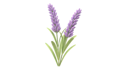 Illustration of Two Lavender Stalks with Leaves