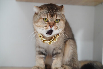 Obraz premium Stylish cat with golden chain necklace sits on shelf, displaying fierce expression. Its unique fur pattern and striking yellow eyes add to its captivating presence
