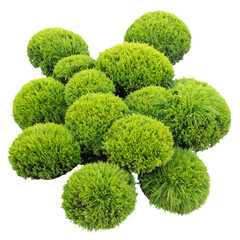 Fresh peppermint herb branch with organic green leaves and a twig isolated on a white background for a healthy culinary ingredient