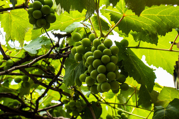A lush bunch of young, green grapes hangs from a gnarled vine. Dewy leaves suggest a fresh, healthy in a vineyard, symbolizing growth, nature, and the early stages of winemaking in Brazil.