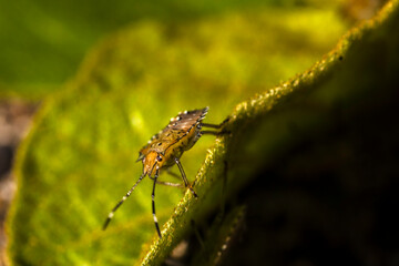 A macro shot of a group of orange and black Brown Marmorated Stink Bug nymphs (Halyomorpha halys) clustered together on a bright green leaf, showcasing their distinct markings and striped antennae.