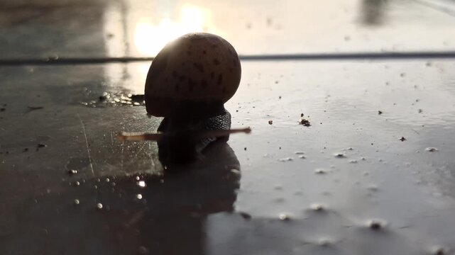 A tiny snail showcases its intricate, patterned shell, a delicate work of nature, slowly exploring leaves and bringing charm to every small corner.