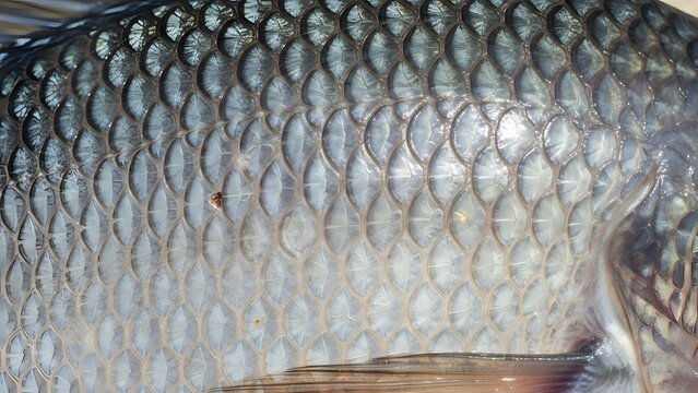 Close-up of Fish Scales on Body.
