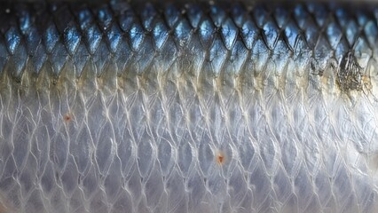 Close-up of Fish Scales with Shimmering Texture. © MDigital Art Studio