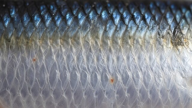 Close-up of Fish Scales with Shimmering Texture.