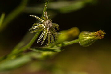 Macro of a wilted, wet Emilia sonchifolia flower head in decay, with a delicate water droplet, symbolizing the transient beauty of nature's life cycle.