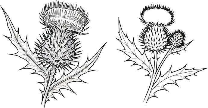 Hand drawn thistle plant black and white line art sketch