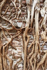 Close up of root tree on the old wall
