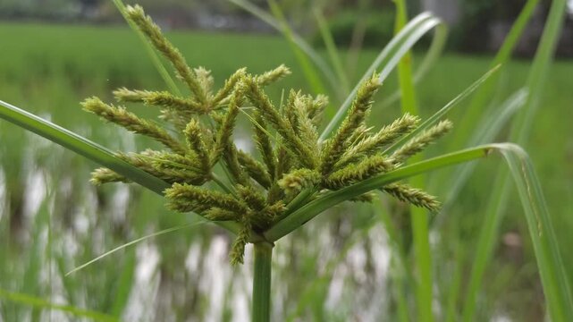 Purple nutsedge plants growing in natural soil, showing slender stems and purple-brown flower heads, representing resilient wild grass in a tropical environment.