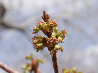 Early Spring Flowers of Norway Maple (Acer platanoides) Before Leaf Emergence