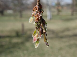 Young Winged Samaras of Norway Maple Hanging from Branch in Spring
