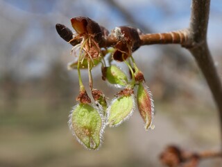 Developing Winged Seeds of Norway Maple After Flowering in Spring