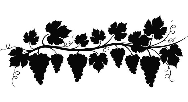 Detailed illustration of a grapevine with leaves and bunches of grapes a striking silhouette