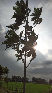 A breadfruit tree stands in silhouette against a cloudy sky as the sun begins to rise, painting the morning with soft light and quiet serenity.
