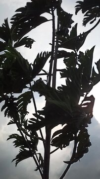 A breadfruit tree stands in silhouette against a cloudy sky as the sun begins to rise, painting the morning with soft light and quiet serenity.