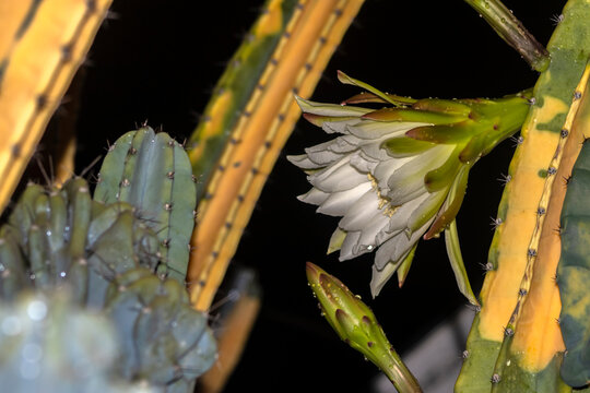A white and yellow flower of mandacaru cactus, Cereus jamacaru, blowing at night in Brazil