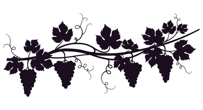a dark purple grapevine with leaves and grapes silhouette high quality professional detailed