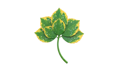 Variegated Green and Yellow Leaves on Stem