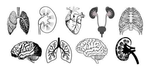 Silhouette icons of various human internal organs, including lungs, heart, kidneys, liver, stomach, and pancreas.