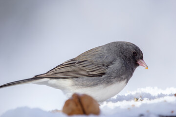 Cute bird Dark-eyed junco is feeding on the snowy stump with nuts and seeds in cold winter forest.