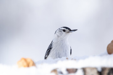 Cute bird White-breasted nuthatch is feeding on the snowy stump with nuts and seeds in cold winter forest.