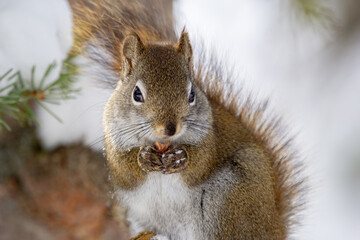Cute fluffy American red squirrel is sitting on the spruce tree brunch in cold snowy winter day and eating a peanut. © Saeedatun