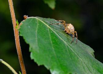 A spider weaves a web on a tree leaf