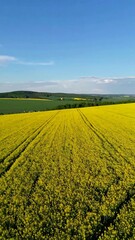 Obraz premium A scenic vertical landscape of a sunny day with a vibrant yellow field leading to a distant green forest under a clear blue sky