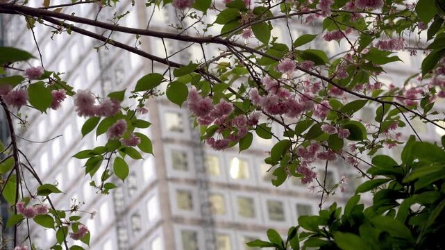 Closeup view showing pink cherry blossoms on tree branch with blurred modern office building in background in Paris. Spring season contrast between nature and urban architecture