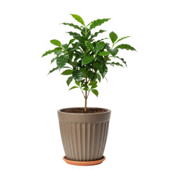 Obraz premium Vibrant green coffee plant in ribbed pot isolated on white background