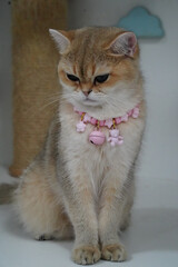 Cute cat with light colored coat sits gracefully, wearing pink collar adorned with small charms. cat expression is calm and serene, showcasing its adorable features