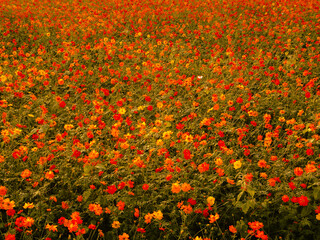 field of poppies