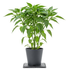 Fototapeta premium Lush green pepper plant in a dark gray pot on a slate coaster isolated on white background