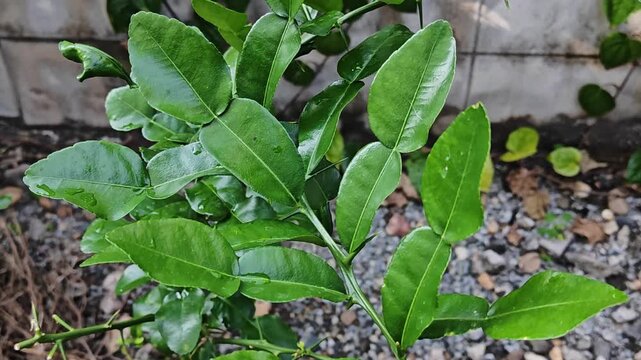 A close-up photograph of kaffir lime leaves on a tree in a sunny garden.