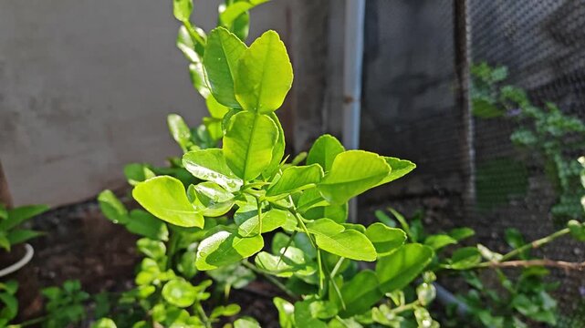 A close-up photograph of kaffir lime leaves on a tree in a sunny garden.