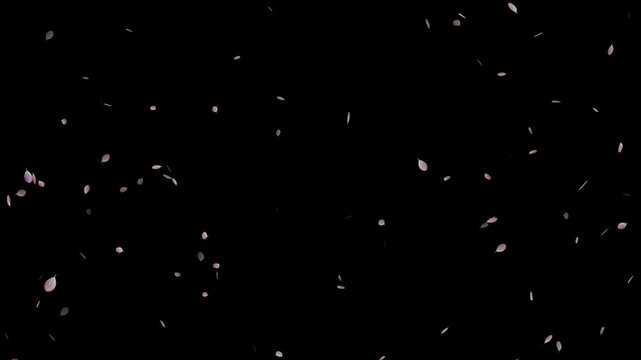 Pink cherry blossom petals falling particle on black background. Soft floral cherry blossom spray. Cherry blossom flower petals flying animation. Love theme- Sakura blossoms falling animated flat.
