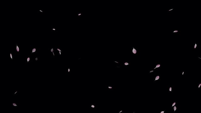 Pink cherry blossom petals falling particle on black background. Soft floral cherry blossom spray. Cherry blossom flower petals flying animation. Love theme- Sakura blossoms falling animated flat.
