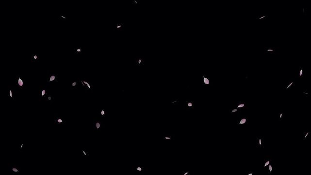 Pink cherry blossom petals falling particle on black background. Soft floral cherry blossom spray. Cherry blossom flower petals flying animation. Love theme- Sakura blossoms falling animated flat.