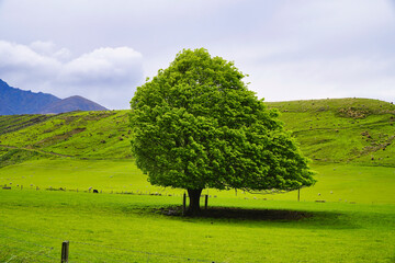 solitary green tree in a lush meadow with rolling hills