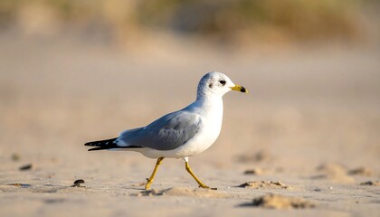 Obraz premium A seagull, captured in profile, strides confidently across a sun-drenched beach with tan sand. The avian subject is in soft focus