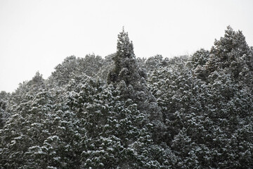山間部の雪景色
