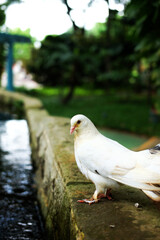 Obraz premium A white pigeon with black tail feathers perches on a weathered stone wall. Bathed in sunlight against a blurred green garden background, the bird stands elegantly, symbolizing peace and nature.