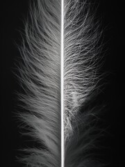 White feather close-up with illuminated shaft on dark background