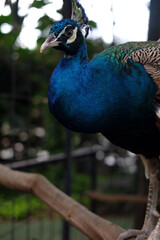 Obraz premium A vibrant blue peacock looks down from a perch with a curious expression. The close-up portrait captures the iridescent neck feathers and sharp gaze against a blurred dark green background.