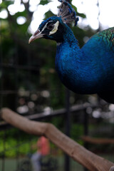 Obraz premium A vibrant blue peacock looks down from a perch with a curious expression. The close-up portrait captures the iridescent neck feathers and sharp gaze against a blurred dark green background.