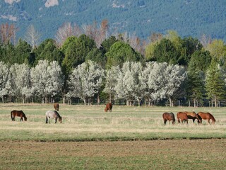 Horses Grazing on Spring Meadow in Morning Light with Blooming Trees, Boulder, Colorado