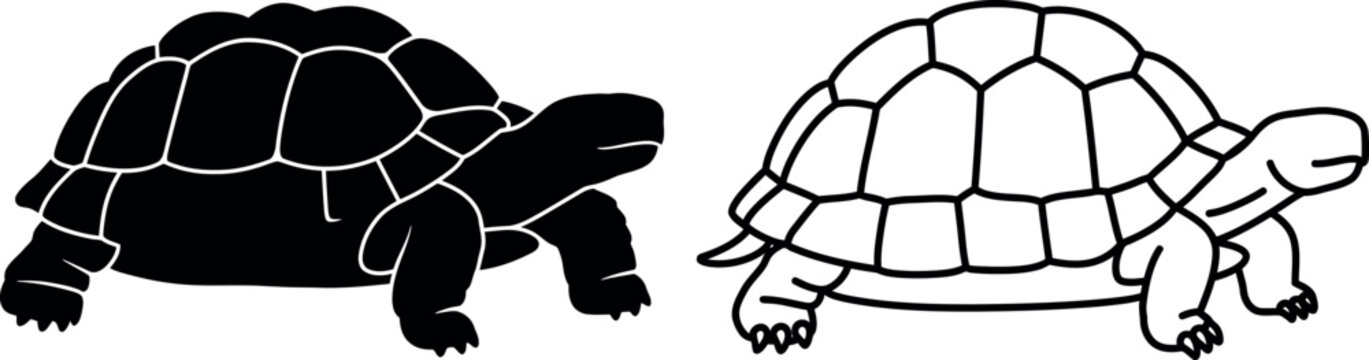 Tortoise line art illustration